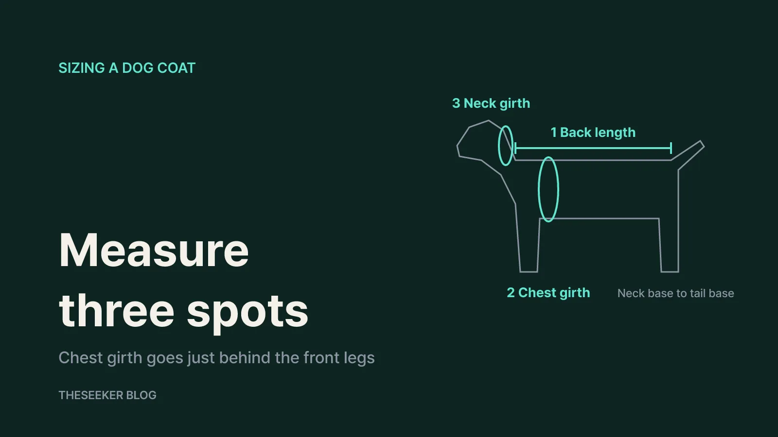 How to measure your dog for a coat